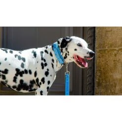 SAVAGE | Collier Dog Lover | Pour Chien 8 SAVAGE | Collier Dog Lover | Pour Chien -Fournitures Pour Chiens savage collier dog lover pour chien 2