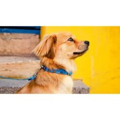 SAVAGE | Collier Dog Lover | Pour Chien 9 SAVAGE | Collier Dog Lover | Pour Chien -Fournitures Pour Chiens savage collier dog lover pour chien 3