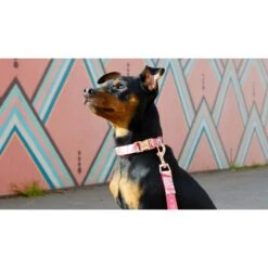 Savage | Collier Pinkylicious | Pour Chien 9 Savage | Collier Pinkylicious | Pour Chien -Fournitures Pour Chiens savage collier pinkylicious pour chien 3