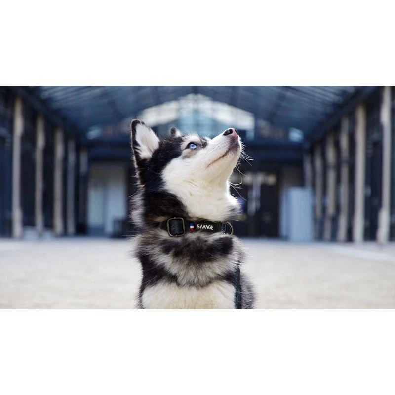 Savage | Collier Storm | Pour Chien 5 Savage | Collier Storm | Pour Chien – Image 3