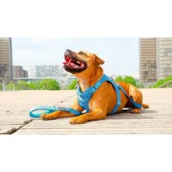 Savage | Harnais Dog Lover | Pour Chien 8 Savage | Harnais Dog Lover | Pour Chien -Fournitures Pour Chiens savage harnais dog lover pour chien 2