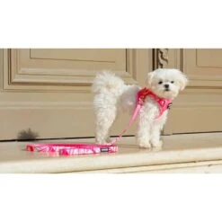 Savage| Harnais Pinkylicious | Pour Chien -Fournitures Pour Chiens savage harnais pinkylicious pour chien 3