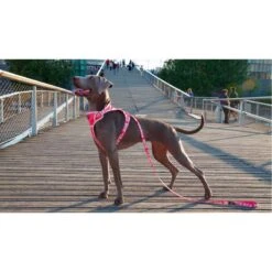 Savage| Harnais Pinkylicious | Pour Chien -Fournitures Pour Chiens savage harnais pinkylicious pour chien 4