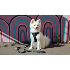 Savage | Harnais Storm | Pour Chien -Fournitures Pour Chiens savage harnais storm pour chien 1