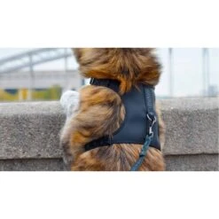 Savage | Harnais Storm | Pour Chien -Fournitures Pour Chiens savage harnais storm pour chien 2