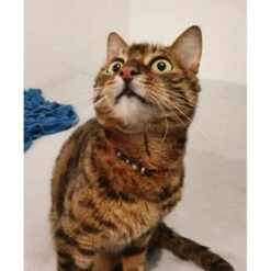 The Soul Key | Collier Personnalisé Fait Main Pour Chien Et Chat | Lithothérapie Animale 11 The Soul Key | Collier Personnalisé Fait Main Pour Chien Et Chat | Lithothérapie Animale -Fournitures Pour Chiens the soul key collier personnalise fait main pour chien et chat lithotherapie animale 4