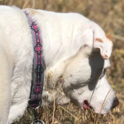 Walk-e-Woo Pow Wow Pink | Collier Et Laisse Pour Chien -Fournitures Pour Chiens walk e woo pow wow pink collier et laisse pour chien 2