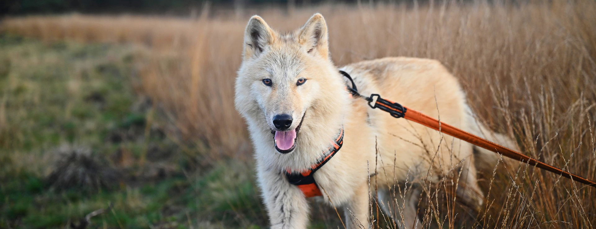 Fournitures Pour Chiens 2 Fournitures Pour Chiens -Fournitures Pour Chiens wolfdog 5774194 1920